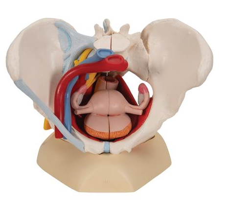 Female Pelvis Skeleton Model with Ligaments, Muscles & Organs, 4 part